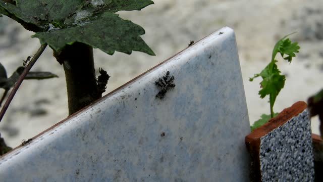 Insects macro yard