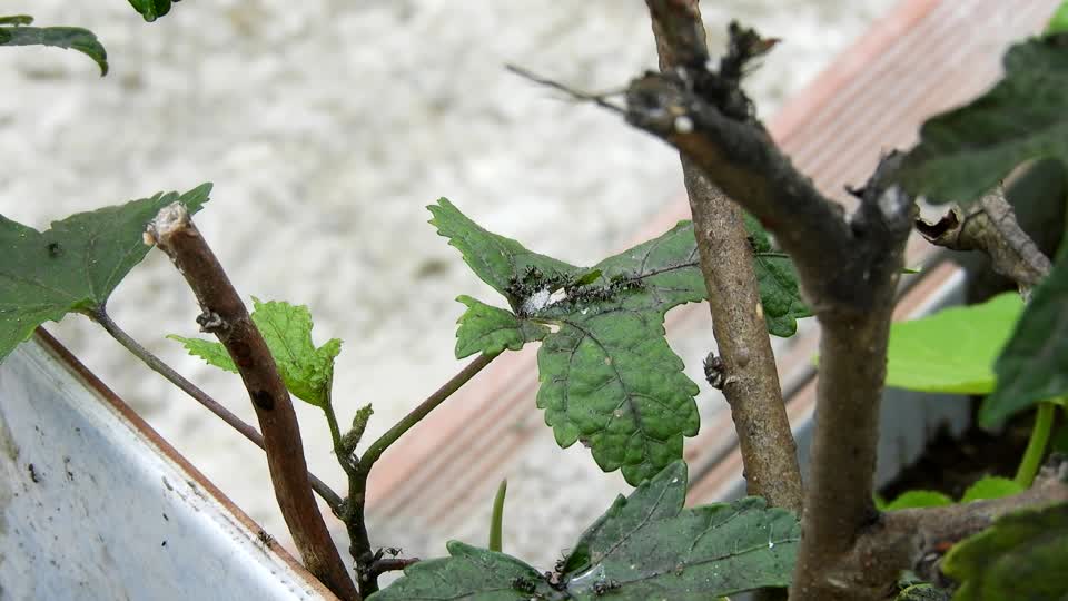 Leaf insects macro