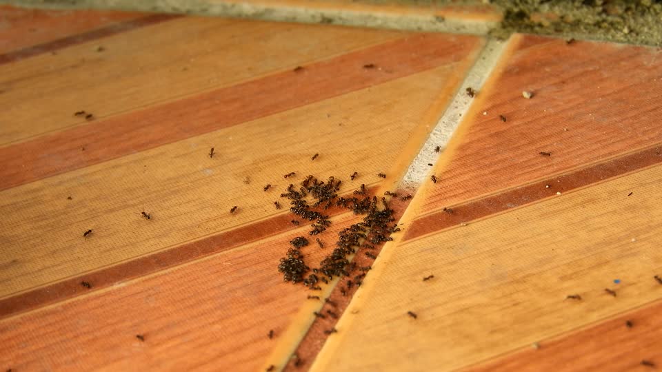 Macro insects ants