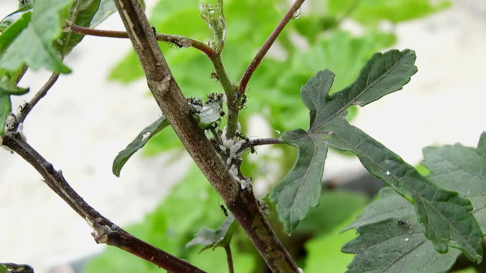 Ant foragers insects macro