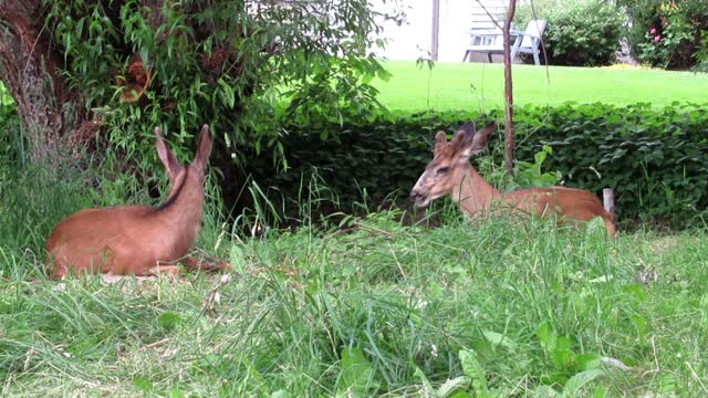 Deer wildlife nature
