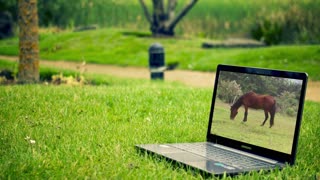 Computer horse meadow