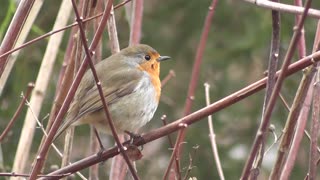 Bird robin christmas