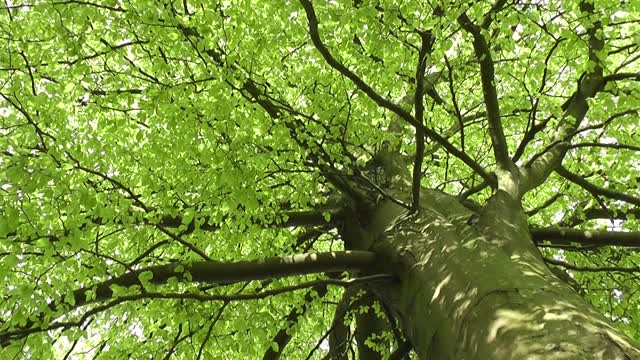 Robin hd footage nature