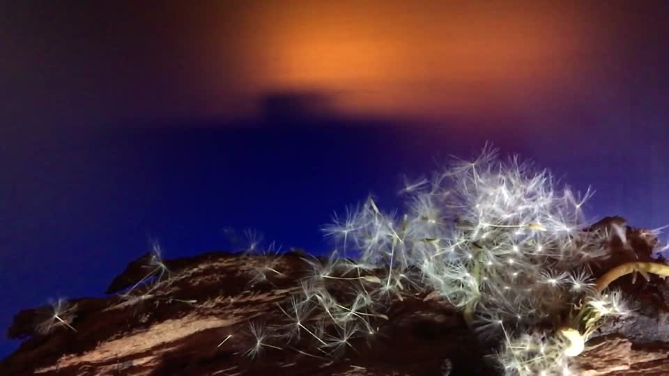 Dandelion seed wind