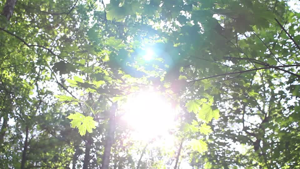 Woods forest nature