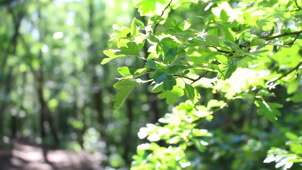Woods forest nature