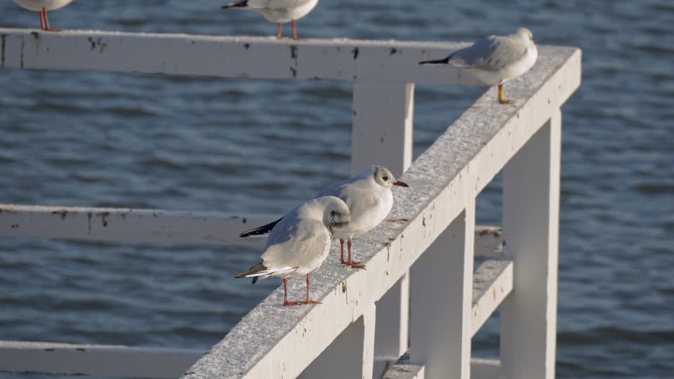 Seagull the waterfront sea