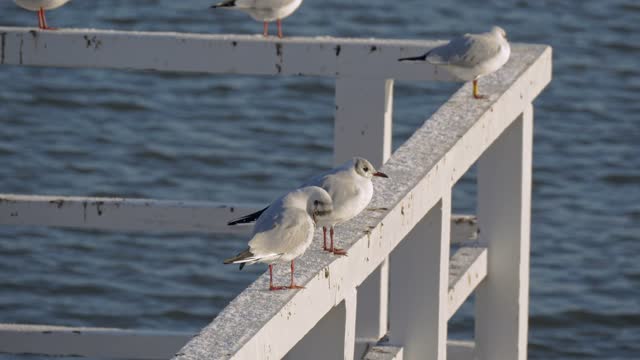 Seagull the waterfront sea