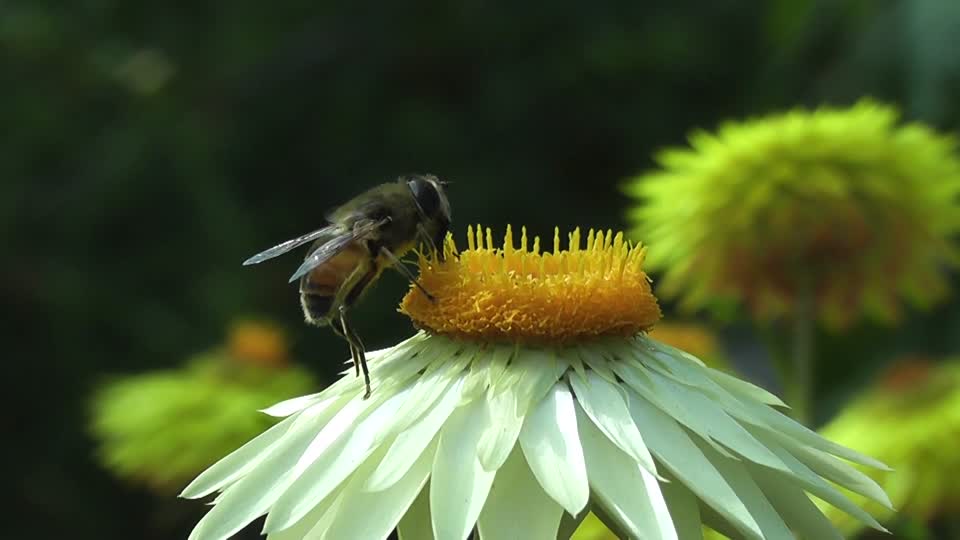 Bee flower pollination