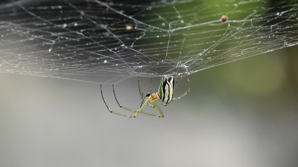 Insect macro spider