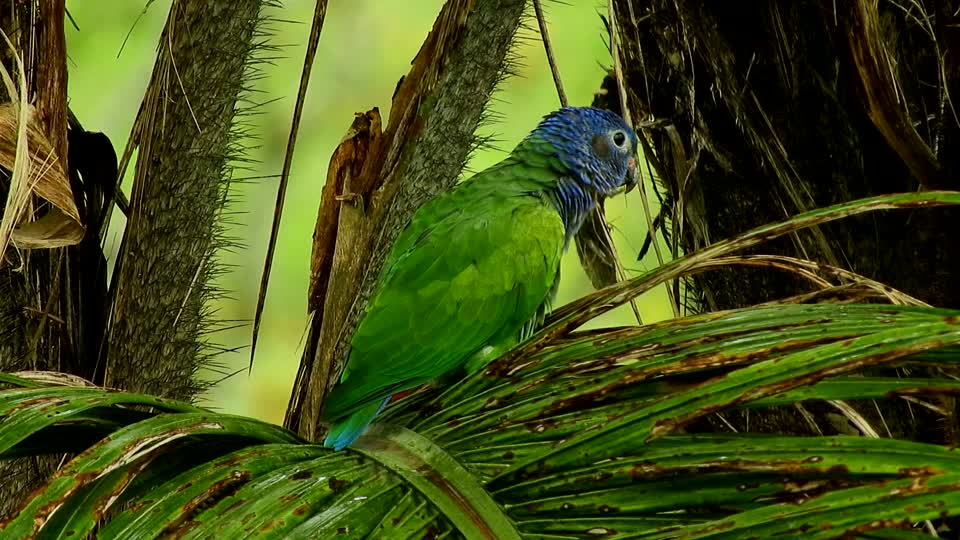 Nature bird parrot