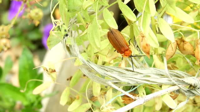 Yard insect plant
