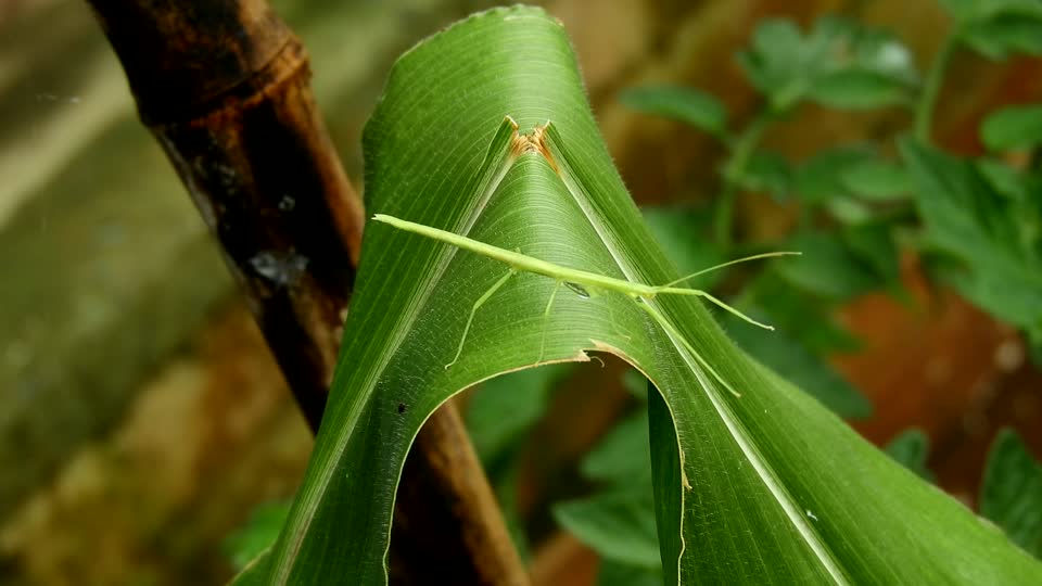 Macro stick insect insect