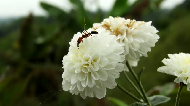 Yard insect ant