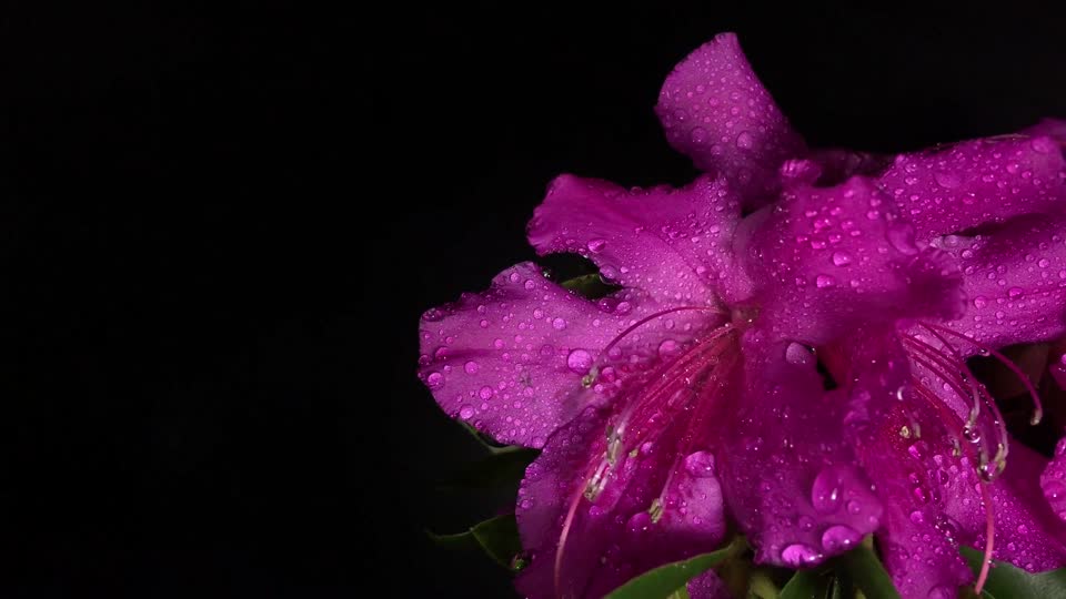 Flower pink petals drops
