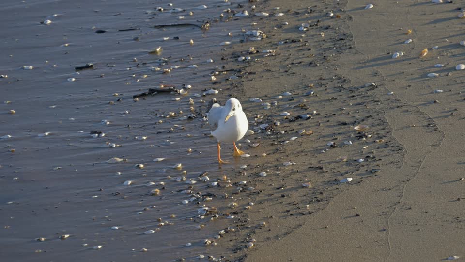 Seagull beach bird