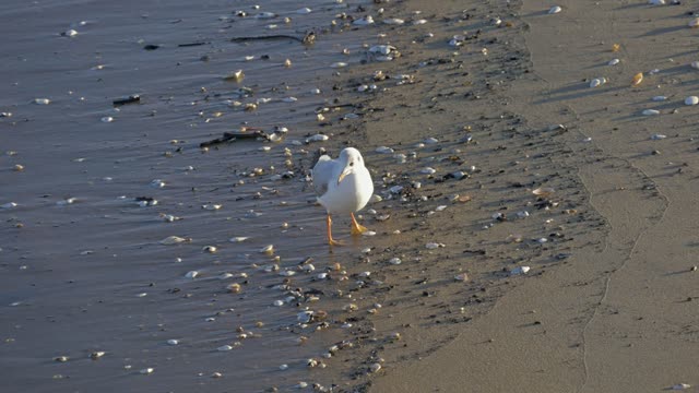 Seagull beach bird