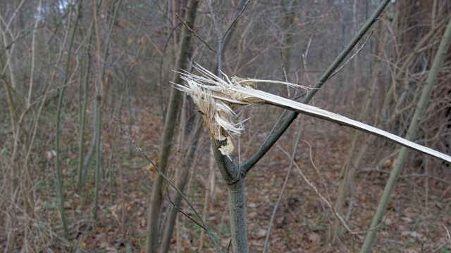 Branch broken tree