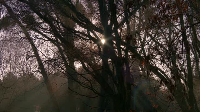 Forest tree dark