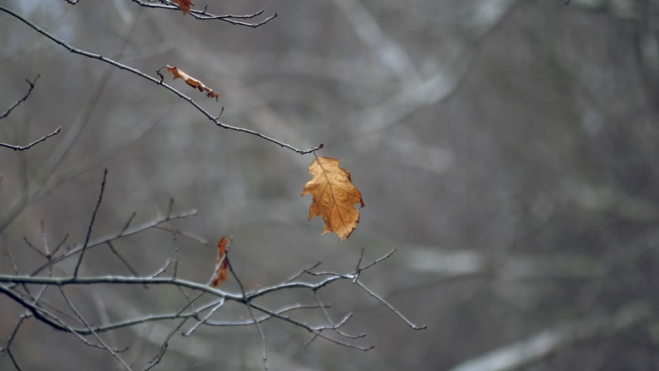 Leaf autumn nature