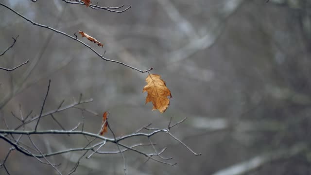 Leaf autumn nature