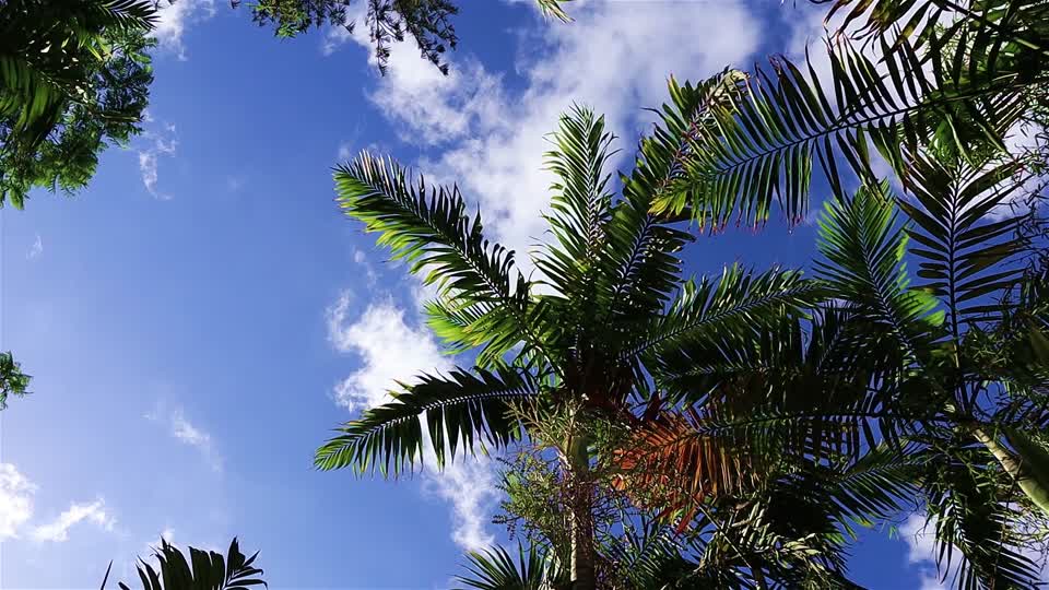 Palms blue sky calm