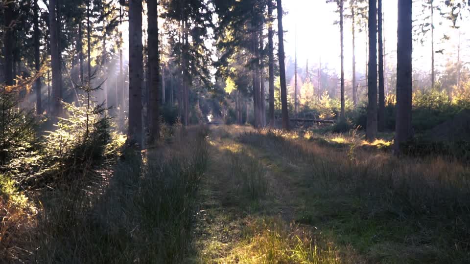 Forest autumn landscape