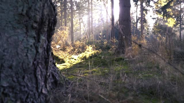 Forest autumn landscape