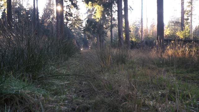 Forest autumn landscape