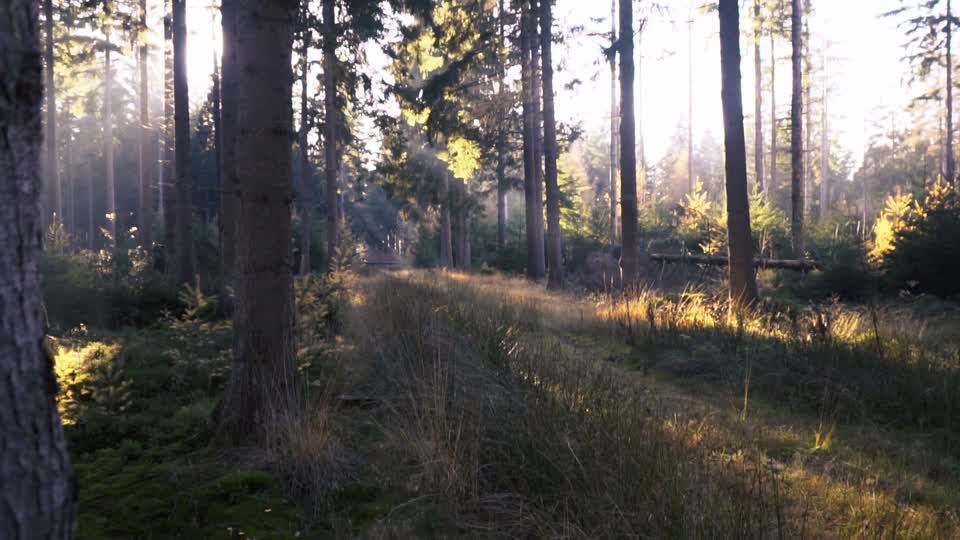Forest autumn landscape