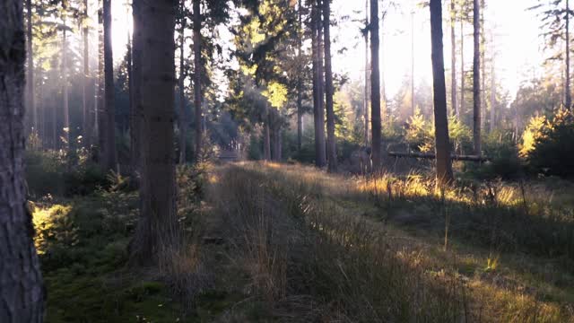 Forest autumn landscape
