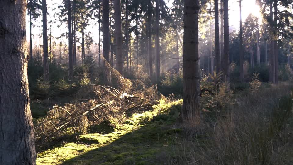 Forest autumn landscape