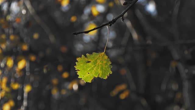 Leaf autumn fall