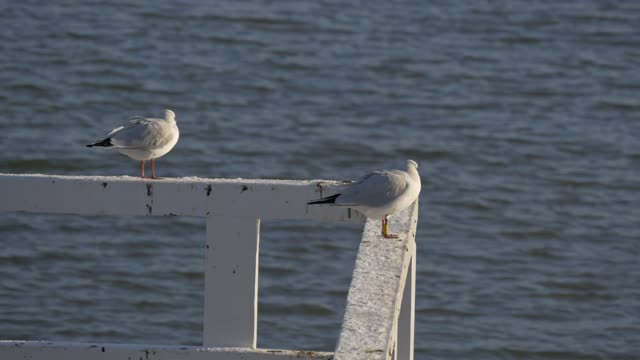 Gulls bird sea