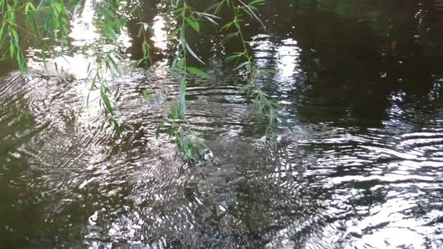 Water green tree