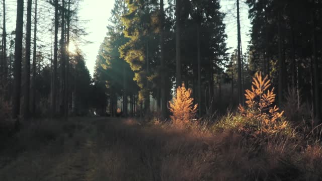 Nature forest landscape