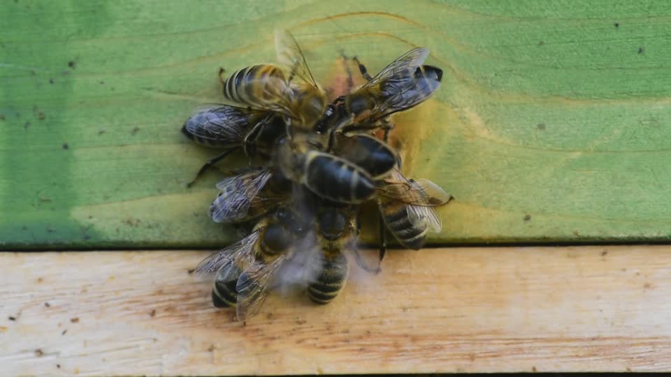 Bees scramble hunger