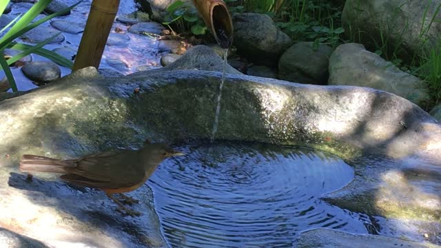 Bird spring bath