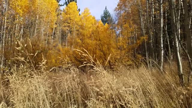 Aspens grass fall