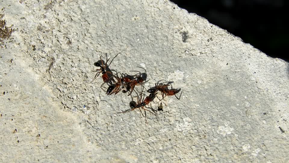 Macro insects ants