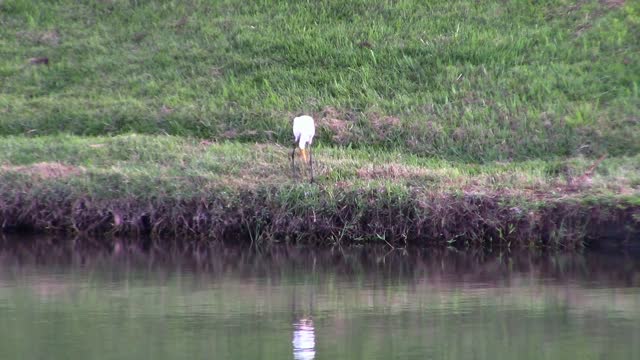 Heron bird lake