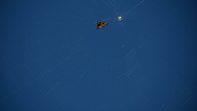 Macro insect web