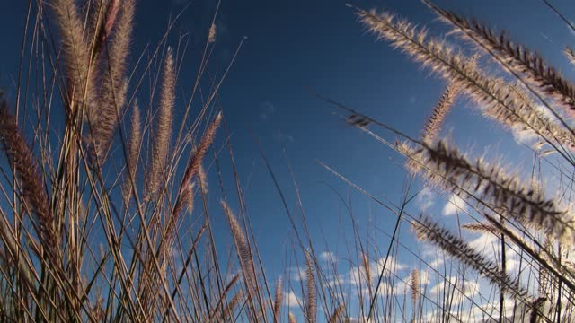 Grass field blue sky