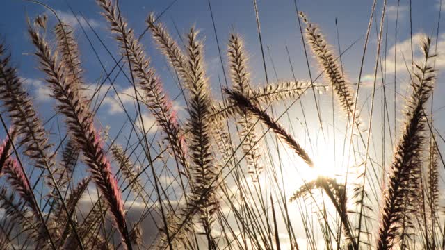 Grass sky clouds