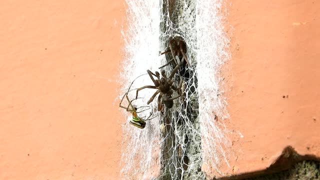 Insects nature spiders