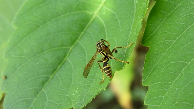 Insect nature wasp