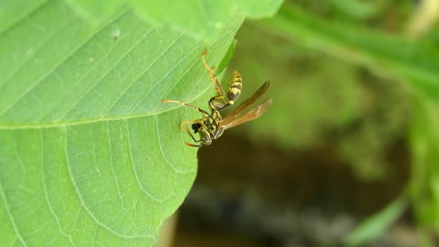 Nature insect wasp