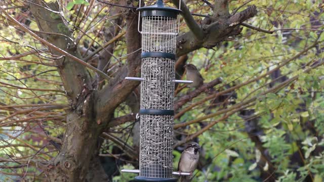 Bird tit finch