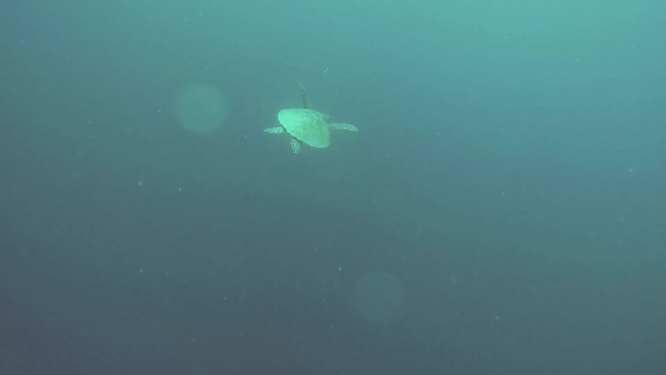Sea turtle paddle water